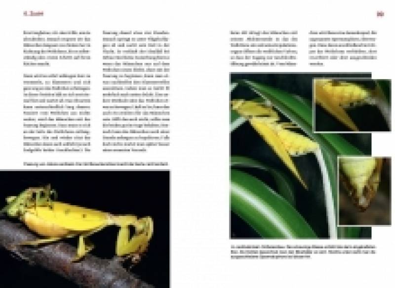 Orchideenmantiden - die Gattungen Helvia und Hymenopus